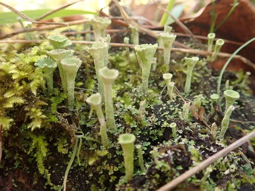 Crowned Pixie-cup