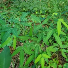 panicled ticktrefoil thumbnail 3