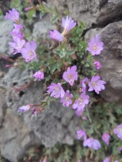 Rockfringe Willowherb thumbnail 3