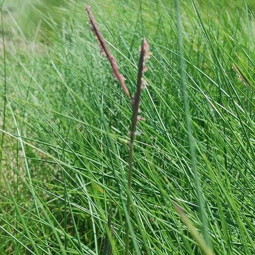 Marsh Hay Cordgrass