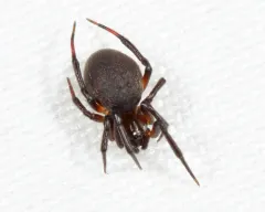 Dipoena nigra thumbnail 2