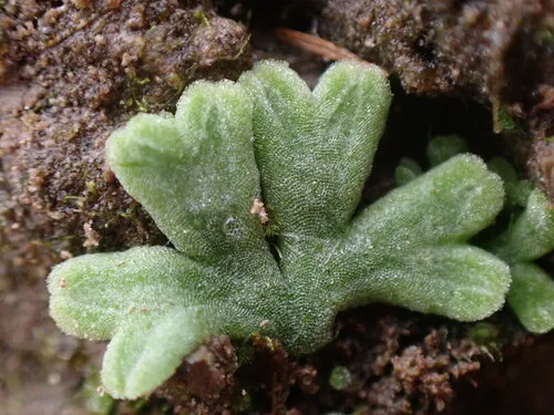 Glaucous Crystalwort