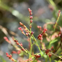 slender pinweed thumbnail 4