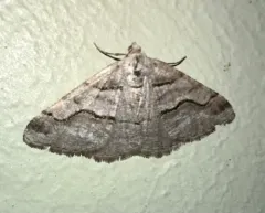 Digrammia setonana thumbnail 4
