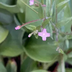 Hoary Willowherb thumbnail 4