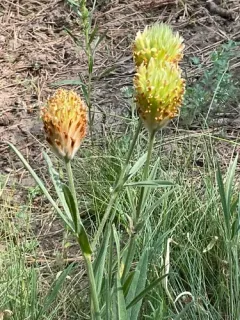 plumed clover thumbnail 2