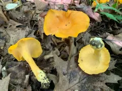 Cantharellus flavolateritius thumbnail 2