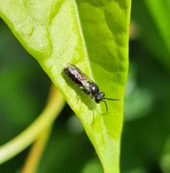 Annulate Masked Bee thumbnail 3