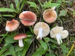 Russula cremeirosea thumbnail 1