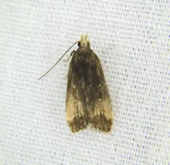 Dichomeris offula thumbnail 4