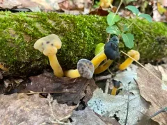 Hypomyces leotiicola thumbnail 4