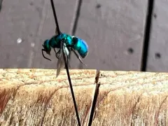 Hedychrum confusum thumbnail 2