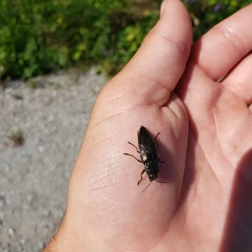 Spotted-belly Buprestid Beetle