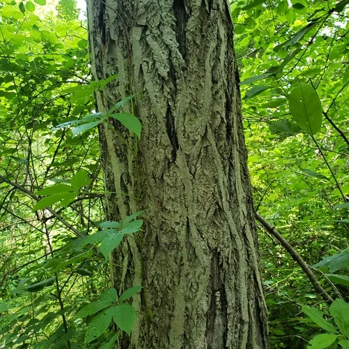butternut canker