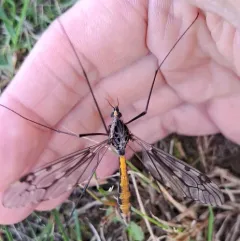 Tipula metacomet thumbnail 4