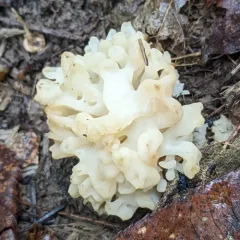 white coral jelly fungus thumbnail 4