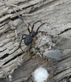 White-spotted False Widow thumbnail 2
