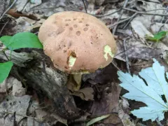 Butyriboletus taughannockensis thumbnail 3