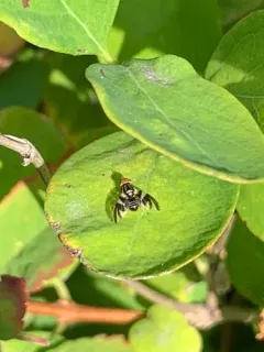 Rhagoletis zephyria thumbnail 2