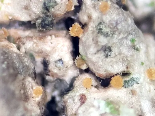 Nectriopsis rubefaciens