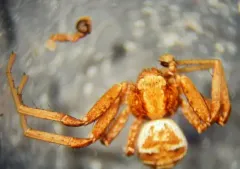 Xysticus benefactor thumbnail 3