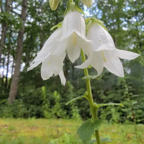 Cornish Bellflower
