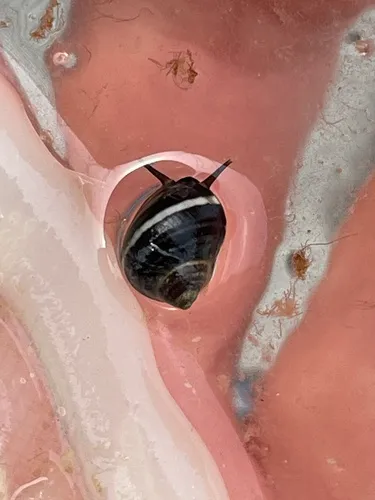 Newcomb's Littorine Snail