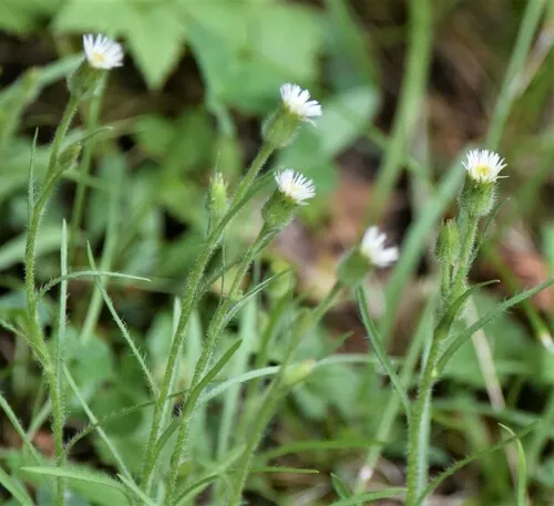 short-rayed fleabane