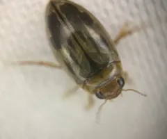 Hygrotus nubilus thumbnail 4