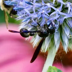 Zethus spinipes thumbnail 3