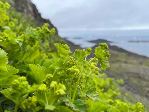 Clustered Lady's-mantle