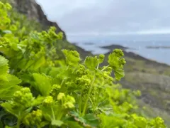 Clustered Lady's-mantle thumbnail 1