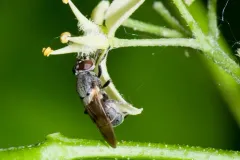 Scaled Pegleg thumbnail 3