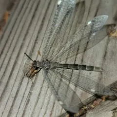 Myrmeleon immaculatus thumbnail 4