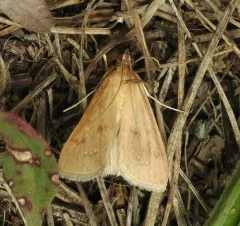 White-spotted Brown thumbnail 3