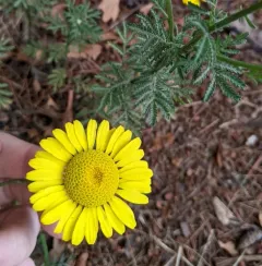 Golden marguerite thumbnail 2