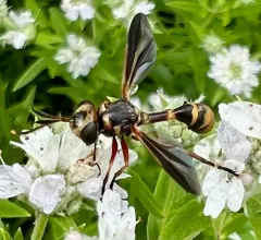 Physoconops brachyrhynchus thumbnail 4