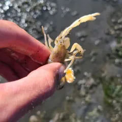 Bay Ghost Shrimp thumbnail 4