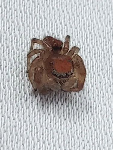 Cardinal Jumping Spider