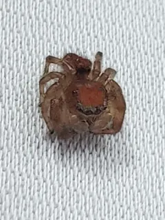 Cardinal Jumping Spider thumbnail 1
