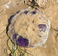 Lion's Mane Jelly thumbnail 4