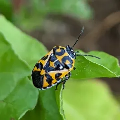 Harlequin Bug thumbnail 1