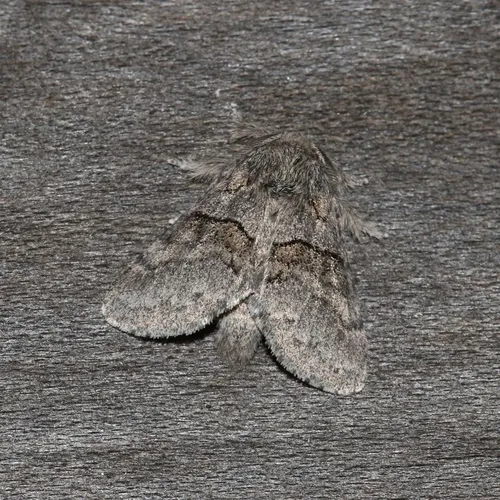 Common Gluphisia Moth