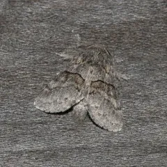 Common Gluphisia Moth thumbnail 1