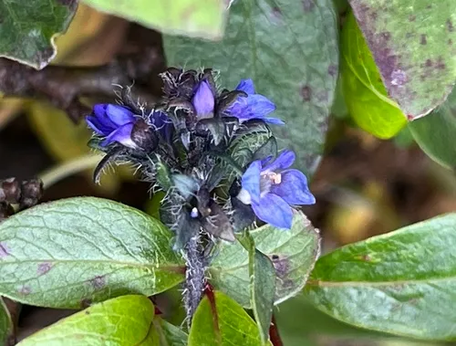 Alpine Speedwell