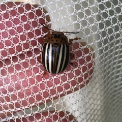 False Potato Beetle thumbnail 1