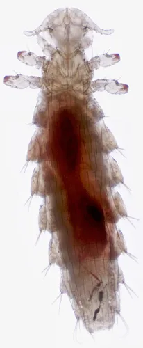 Neohaematopinus sciuropteri