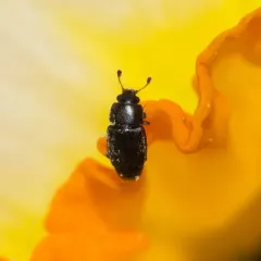 Carpophilus brachypterus thumbnail 4