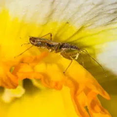 Short-winged Nabis thumbnail 4