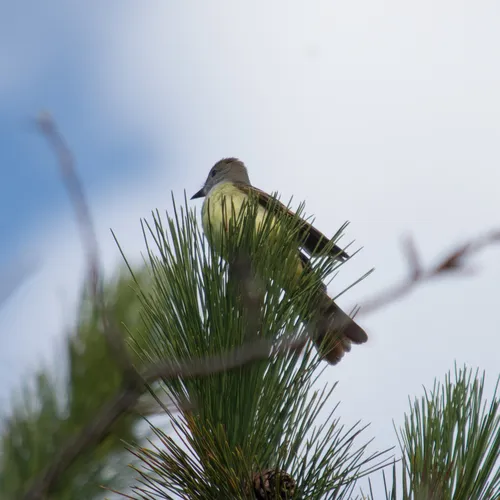 Great Crested Flycatcher